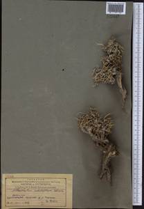 Саксаульчик шилолистный Schrenk, Средняя Азия и Казахстан, Северный и Центральный Тянь-Шань (M4) (Казахстан)