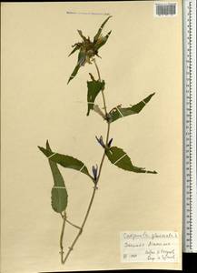 Колокольчик скученный, Колокольчик сборный L., Монголия (MONG) (Монголия)