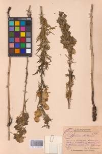 Aconitum anthora subsp. anthora, Восточная Европа, Восточный район (E10) (Россия)