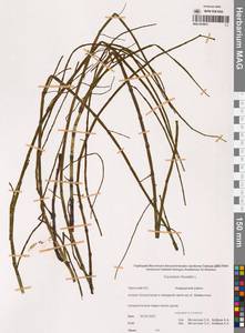 Хвощ приречный, Хвощ топяной L., Сибирь, Чукотка и Камчатка (S7) (Россия)