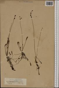 Drosera superrotundifolio-longifolia Gren., Западная Европа (EUR) (Франция)