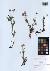 Фиалка трехцветная, Анютины глазки L., Сибирь, Алтай и Саяны (S2) (Россия)