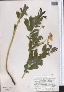 Чина Гмелина (Fisch. ex Ser.) Fritsch, Средняя Азия и Казахстан, Джунгарский Алатау и Тарбагатай (M5) (Казахстан)