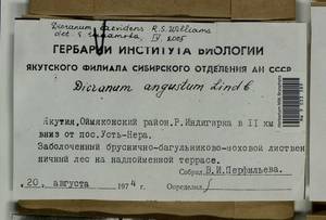Dicranum laevidens R.S. Williams, Гербарий мохообразных, Мхи - Якутия (B19) (Россия)