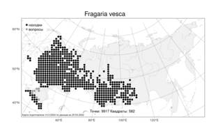 Fragaria vesca, Земляника лесная L., Атлас флоры России (FLORUS) (Россия)