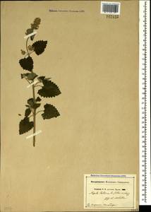 Котовник кошачий L., Крым (KRYM) (Россия)