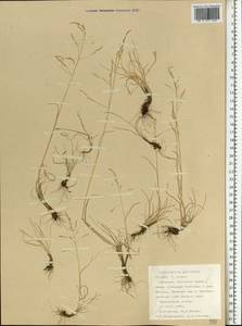 Puccinellia capillaris subsp. pulvinata (Fr.) Tzvelev, Восточная Европа, Северный район (E1) (Россия)
