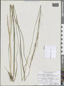 Молиния голубая (L.) Moench, Восточная Европа, Центральный лесостепной район (E6) (Россия)