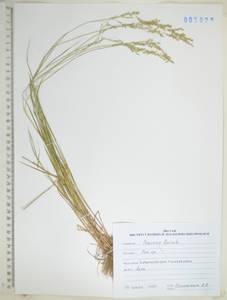 Мятлик, Сибирь, Дальний Восток (S6) (Россия)