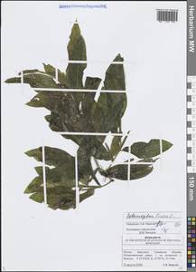 Рдест блестящий L., Восточная Европа, Средневолжский район (E8) (Россия)