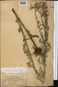 Cirsium arvense var. vestitum Wimm. & Grab., Средняя Азия и Казахстан, Северный и Центральный Тянь-Шань (M4) (Казахстан)