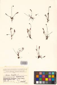 Drosera × anglica Huds., Восточная Европа, Северный район (E1) (Россия)