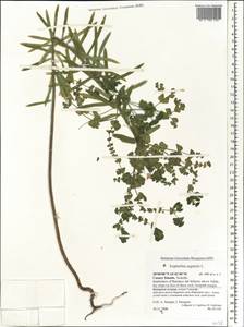 Euphorbia segetalis L., Африка (AFR) (Испания)