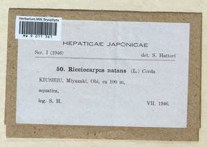 Ricciocarpos natans (L.) Corda, Гербарий мохообразных, Мхи - Азия (вне границ бывшего СССР) (BAs) (Япония)