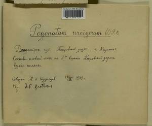 Pogonatum urnigerum (Hedw.) P. Beauv., Гербарий мохообразных, Мхи - Центральное Нечерноземье (B6) (Россия)