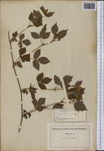 Ежевика канадская L., Америка (AMER) (США)