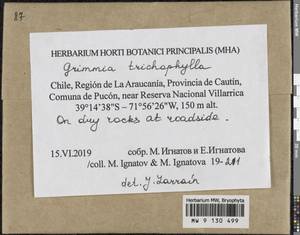 Grimmia trichophylla Grev., Гербарий мохообразных, Мхи - Америка (BAm) (Чили)