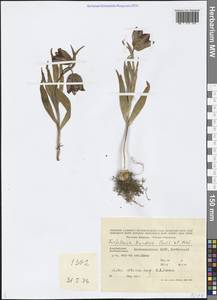 Fritillaria kurdica Boiss. & Noë, Кавказ, Азербайджан (K6) (Азербайджан)