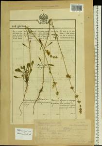 Смолевка днепровская (Gruner) Walters, Восточная Европа, Волжско-Камский район (E7) (Россия)