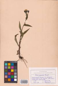 Picris japonica subsp. japonica, Сибирь, Дальний Восток (S6) (Россия)