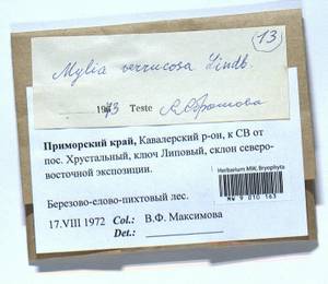 Mylia verrucosa Lindb., Гербарий мохообразных, Мхи - Дальний Восток (без Чукотки и Камчатки) (B20) (Россия)