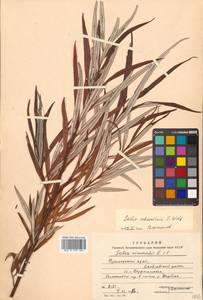 Ива Шверина E. L. Wolf, Сибирь, Дальний Восток (S6) (Россия)