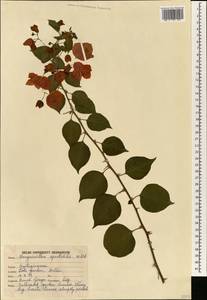 Бугенвиллия прекрасная Willd., Зарубежная Азия (ASIA) (Индия)