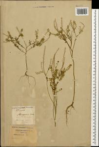 Клоповник мусорный L., Кавказ, Краснодарский край и Адыгея (K1a) (Россия)