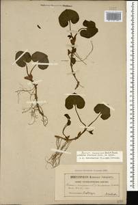 Asarum europaeum subsp. caucasicum (Duchartre) Soó, Кавказ (без точных местонахождений) (K0)