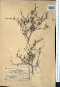 Курчавка шиповатая L., Средняя Азия и Казахстан, Копетдаг, Бадхыз, Малый и Большой Балхан (M1) (Туркмения)