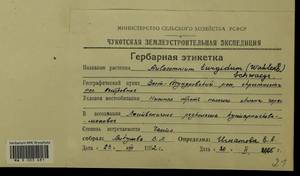 Aulacomnium turgidum (Wahlenb.) Schwägr., Гербарий мохообразных, Мхи - Чукотка и Камчатка (B21) (Россия)