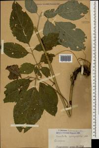 Клазея пятилистная (Willd.) Greuter & Wagenitz, Кавказ, Армения (K5) (Армения)