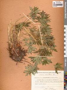 Герань волосистоцветковая DC., Сибирь, Чукотка и Камчатка (S7) (Россия)