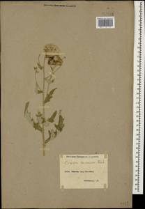 Cirsium arvense var. vestitum Wimm. & Grab., Кавказ, Армения (K5) (Армения)