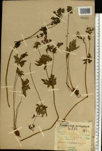 Герань лесная L., Восточная Европа, Северный район (E1) (Россия)