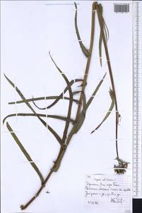 Asteraceae, Африка (AFR) (Эфиопия)