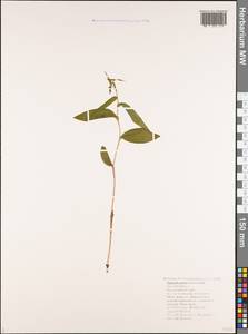 Epipactis persica (Soó) Hausskn. ex Nannf., Кавказ, Черноморское побережье (от Новороссийска до Адлера) (K3) (Россия)
