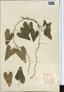 Cynanchum acutum subsp. sibiricum (Willd.) Rech. fil., Средняя Азия и Казахстан, Сырдарьинские пустыни и Кызылкумы (M7) (Узбекистан)