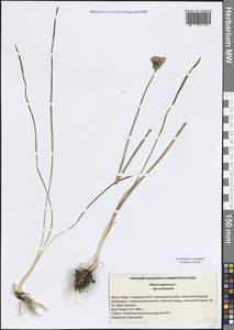 Лук угловатый L., Восточная Европа, Средневолжский район (E8) (Россия)