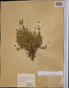 Бассия простертая (L.) Beck, Средняя Азия и Казахстан, Памир и Памиро-Алай (M2) (Киргизия)