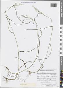 Мятлик обыкновенный L., Кавказ, Черноморское побережье (от Новороссийска до Адлера) (K3) (Россия)