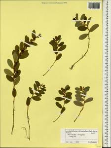 Crotalaria acicularis Benth., Зарубежная Азия (ASIA) (Вьетнам)