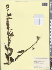 Колокольчик рапунцелевидный L., Кавказ, Дагестан (K2) (Россия)