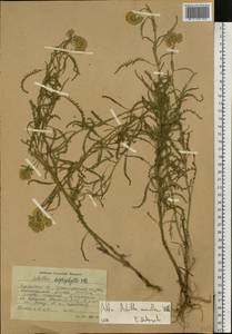 Тысячелистник мелкоцветковый Willd., Восточная Европа, Южно-Украинский район (E12) (Украина)