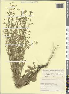 Пастушья сумка обыкновенная (L.) Medik., Кавказ, Дагестан (K2) (Россия)