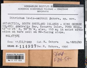 Ditrichum hyalinocuspidatum Cardot, Гербарий мохообразных, Мхи - Антарктика (BAn) (Антарктида)