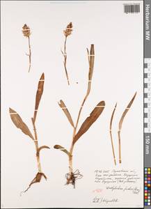 Пальчатокоренник Фукса (Druce) Soó, Восточная Европа, Нижневолжский район (E9) (Россия)