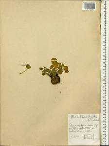 Umbilicus botryoides Hochst. ex A. Rich., Африка (AFR) (Эфиопия)