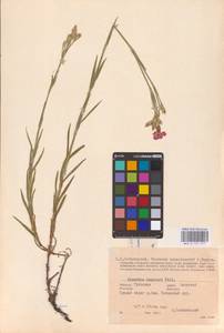 Гвоздика китайская L., Восточная Европа, Центральный район (E4) (Россия)