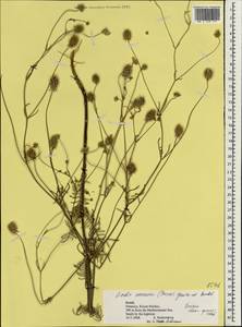 Sixalix arenaria (Forssk.) Greuter & Burdet, Зарубежная Азия (ASIA) (Израиль)